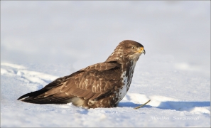 <p>KÁNĚ LESNÍ (Buteo buteo) Valdek</p>